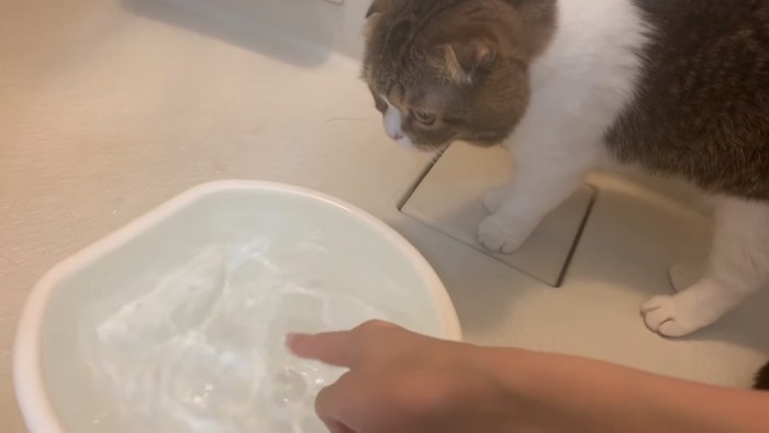 揺れる水面を見る猫