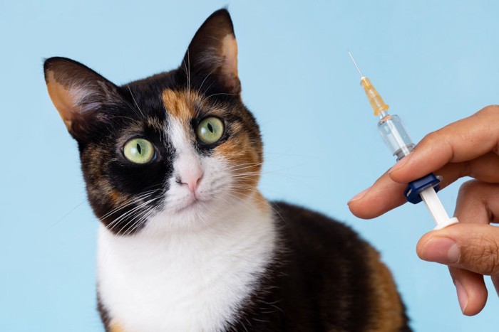 注射器を見る猫