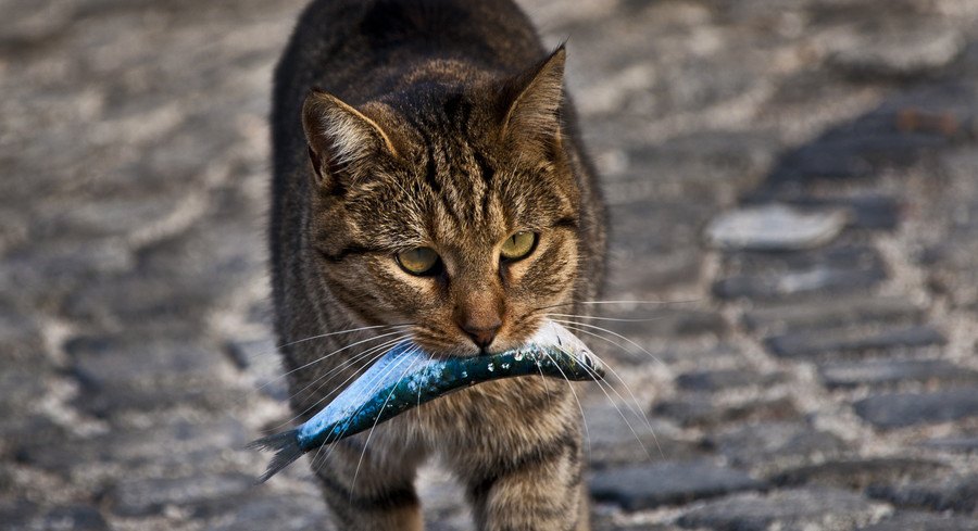魚を銜える猫