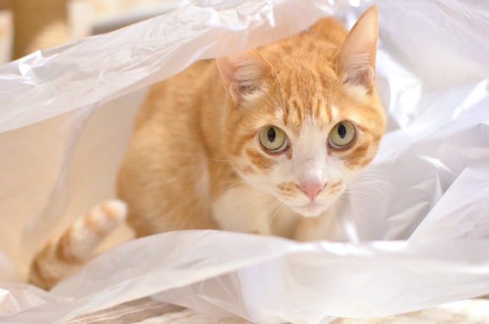 袋に隠れている猫