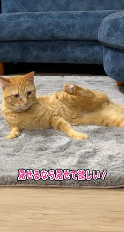 横になって脚を上げる猫