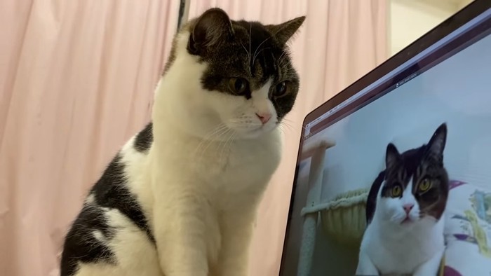パソコン画面を見る猫