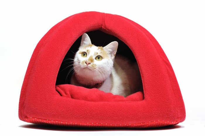 赤いベッドに入る猫