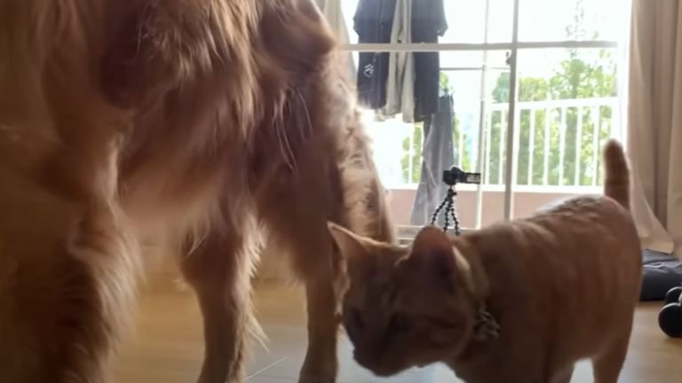 部屋を移動する犬と猫