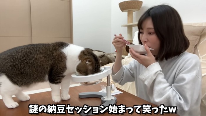 納豆を食べる猫と人