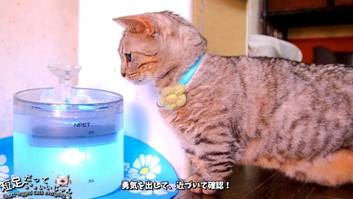 近くで給水器を見る猫