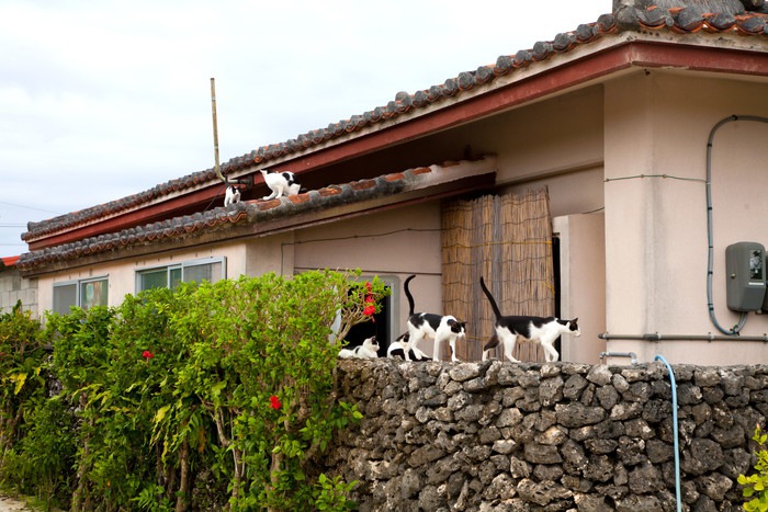 屋根や塀の上にいる竹富島の猫たち