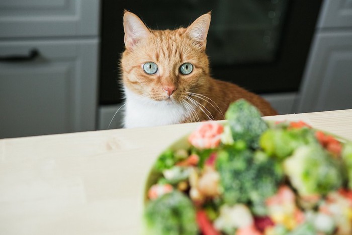 テーブルの上の食事を見つめる猫