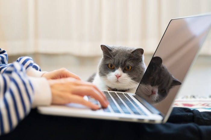 パソコンを使う飼い主を見つめる猫