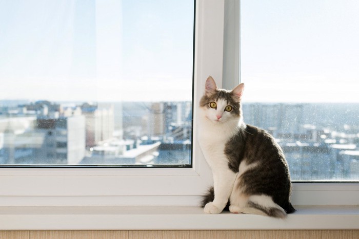 窓辺でお座りする猫