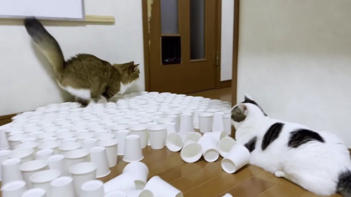 紙コップの中をダッシュする猫を見守る猫