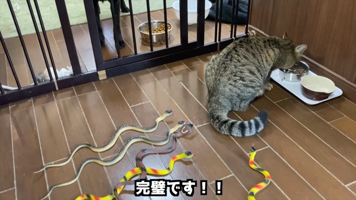 猫の後ろに置かれたオモチャのヘビ