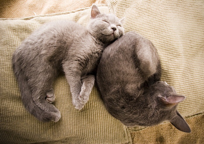 二匹の寝ている灰色のロシアンブルー