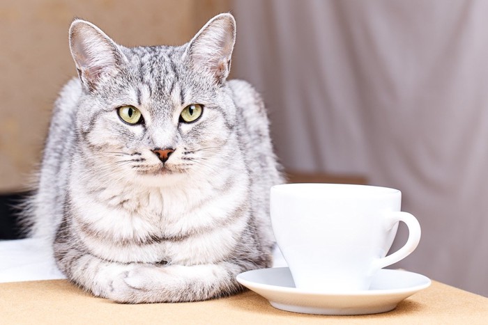 白いコーヒーカップと猫