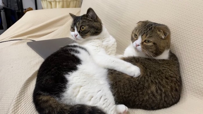 ソファの上の2匹の猫