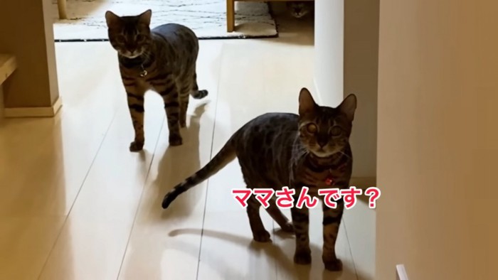 立っている2匹の猫
