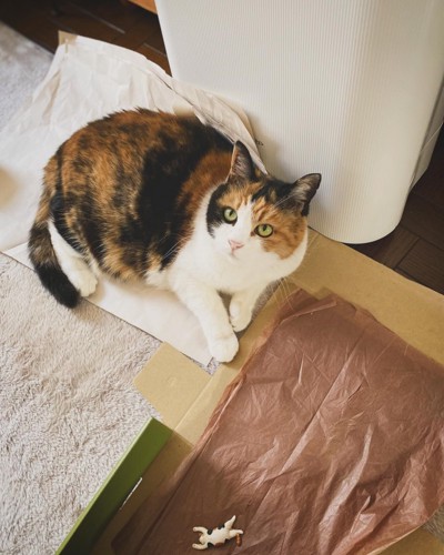 紙の上に座る猫