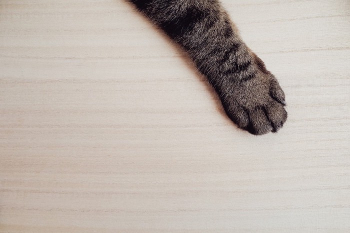 フローリングの床と猫の手