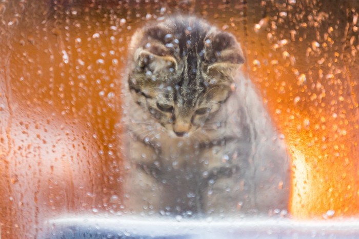 窓の向こう側を伝う雨のしずくを見ている子猫