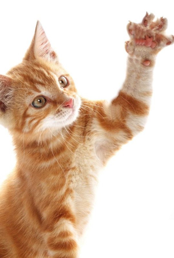 手を挙げる猫 