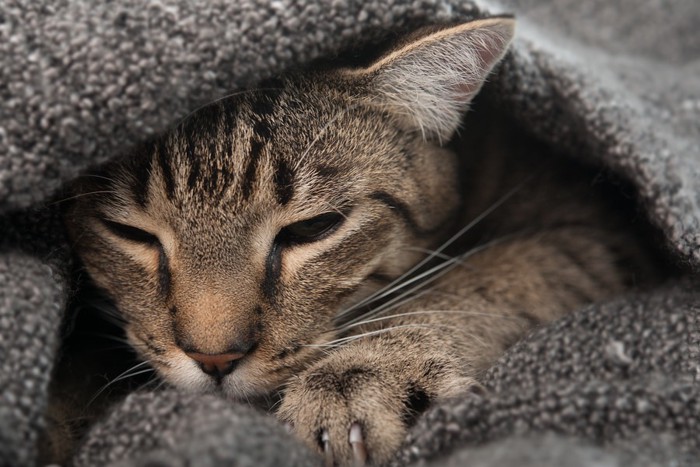 毛布の下で眠そうな猫