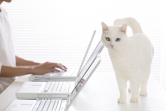 パソコンの前の白猫