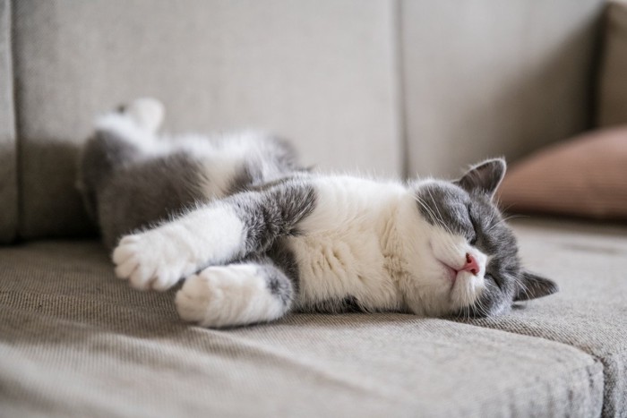 ソファで寝る猫