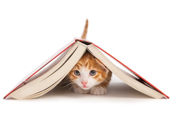 本の下に隠れる子猫