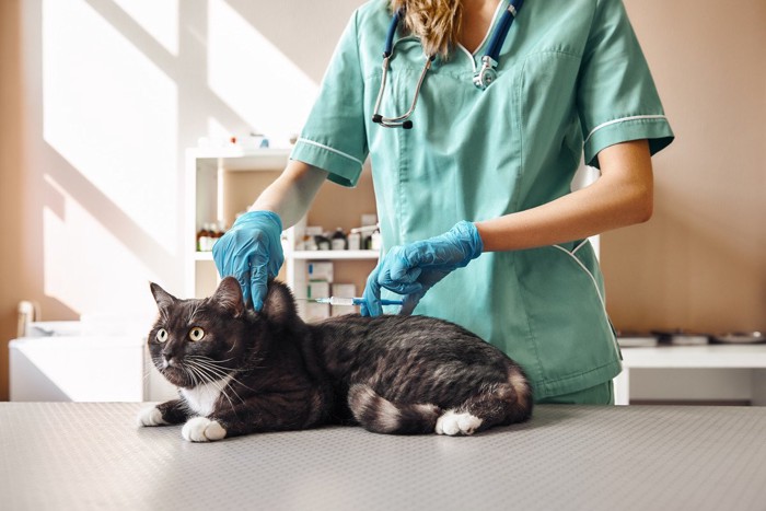 注射器で施術中の猫