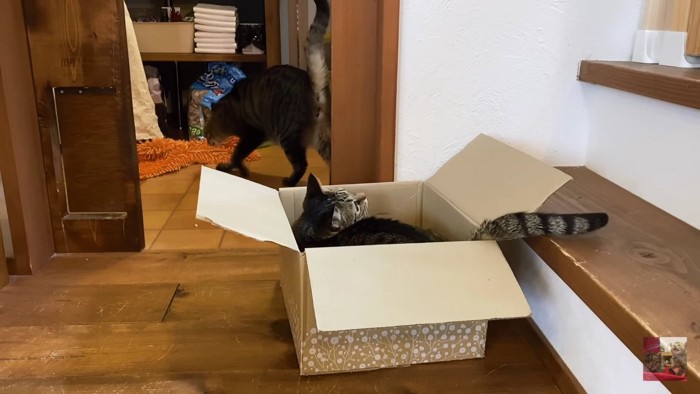 箱の猫と隣の部屋の猫