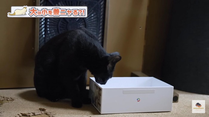 白い箱を覗く黒猫