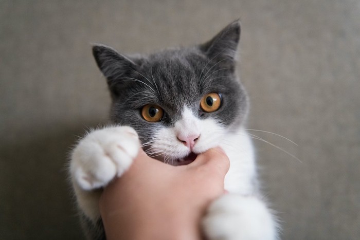 怒って飼い主の手を噛む猫