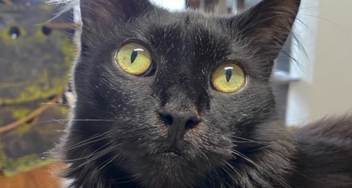 顔の真ん中にポツポツと白い被毛が混じる黒猫