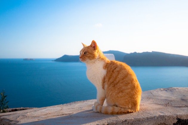 海を見ている猫