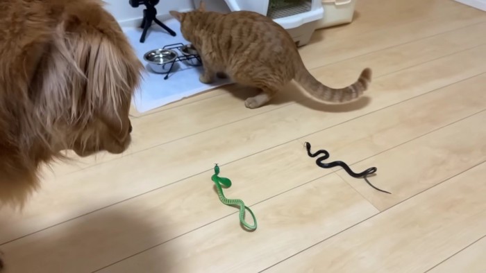 猫の背後にヘビのおもちゃ