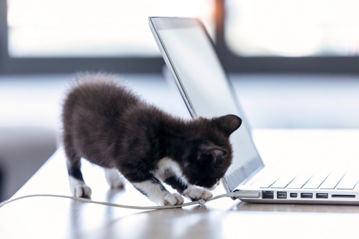 パソコンケーブルを触る子猫