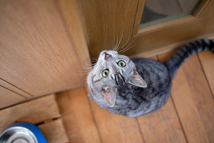 ドアの前で座る猫