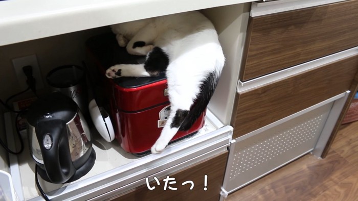 キッチンの棚から見える猫の後足