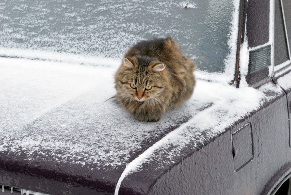 寒い日の猫と車