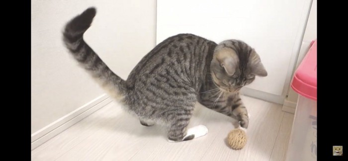 ボール遊びをする猫