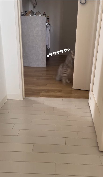 ドアの中へ身を隠そうとする猫