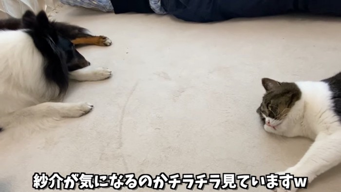 寝そべる犬と猫