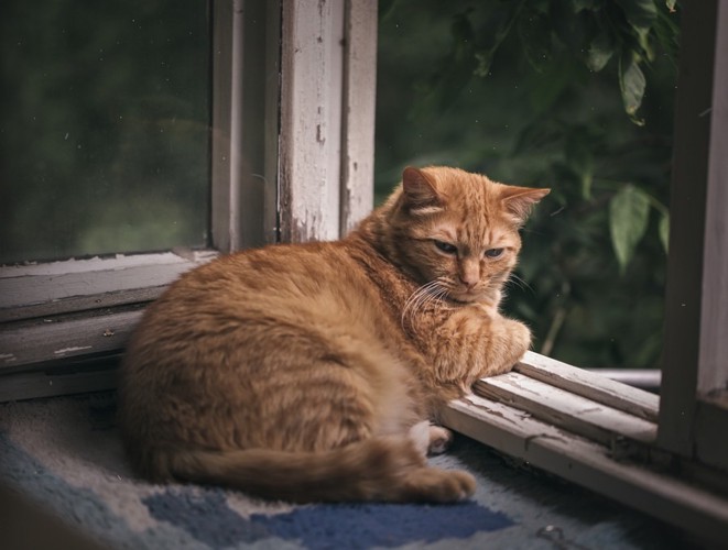 窓辺で横たわる猫