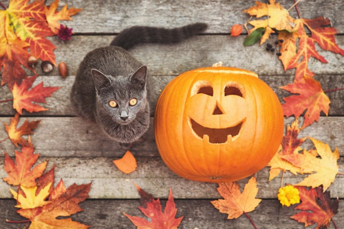 ハロウィンのかぼちゃと猫の置物