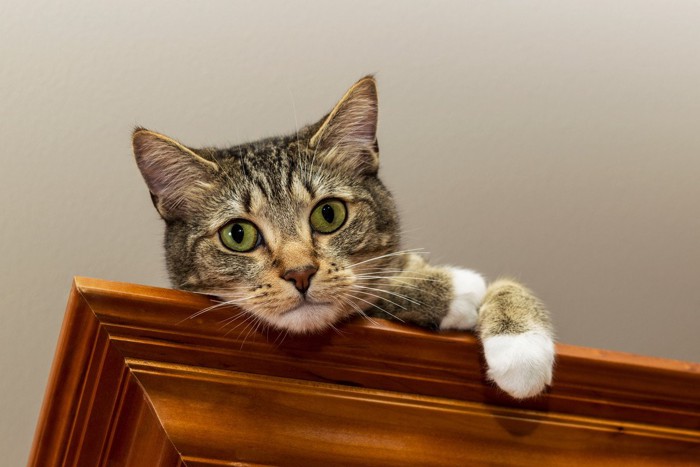 棚から見下ろして見つめる猫