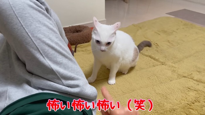 イカ耳の猫