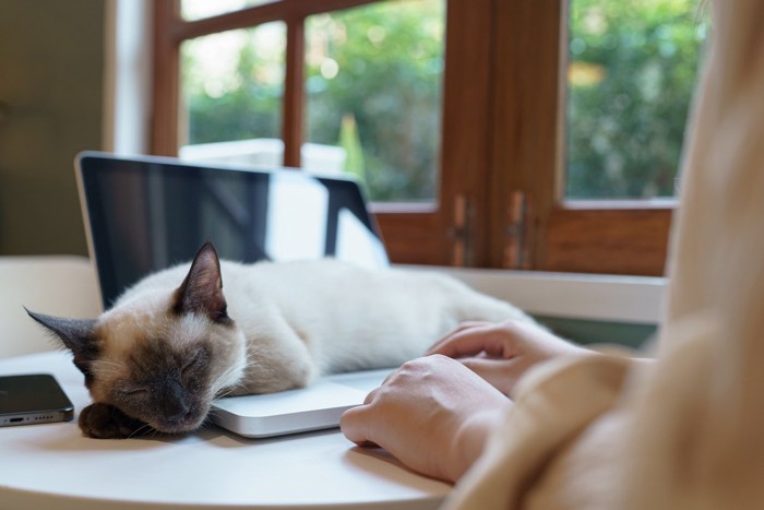 ノートPCの上で寝る猫