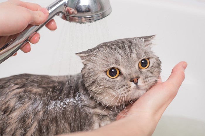 浴室でシャワーをかけられている猫