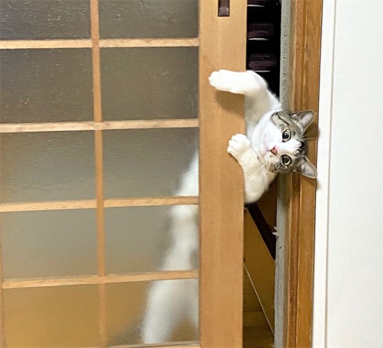 扉を開けようとする猫