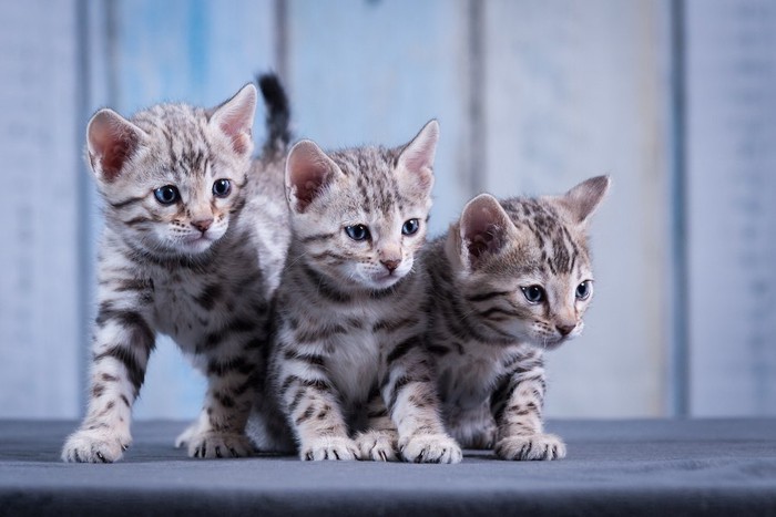同じ方向を見つめる三匹のシルバーベンガルの子猫